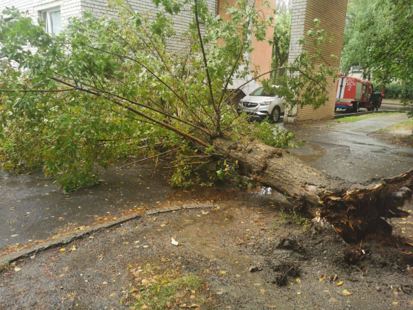 На выходных в Бресте упало 6 деревьев На выходных в Бресте упало 6 деревьев