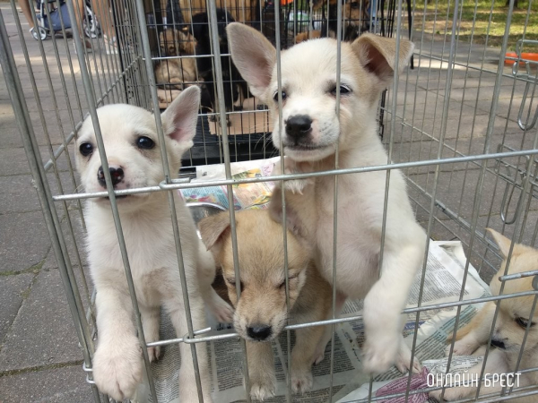 Штраф в 1200 рублей за выброшенных на улицу питомцев