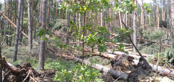 В МЧС рассказали о последствиях непогоды на Брестчине