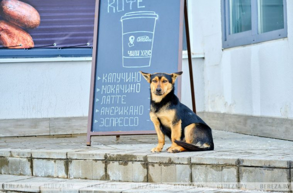 Узнали, можно ли заходить в магазин с домашним питомцем