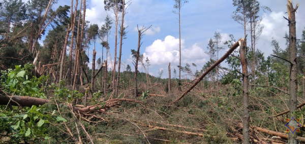 В МЧС рассказали о последствиях непогоды на Брестчине