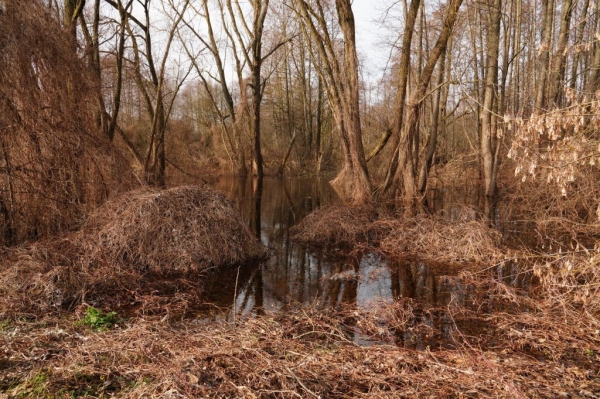 Большая вода. В черте Бреста подтоплен 131 садовый участок