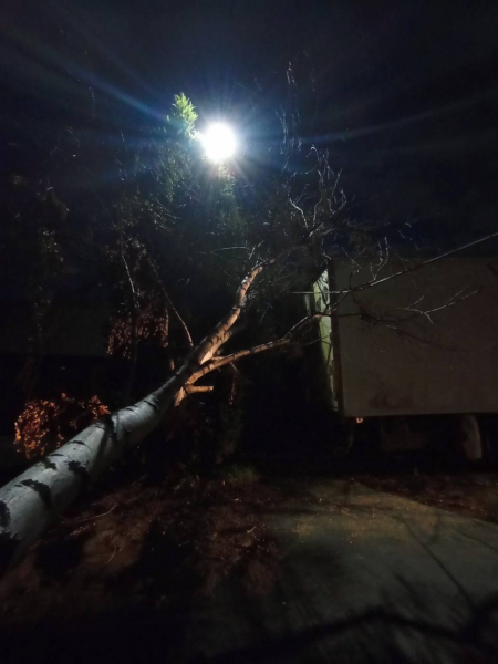 На выходных в Бресте упало 6 деревьев На выходных в Бресте упало 6 деревьев